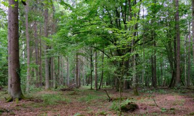 Yaz mevsiminde eski boynuzlu kirişlerle yaprak döken tezgah