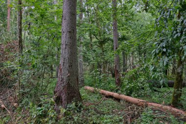 Yaz mevsiminde yaprak döken ağaçlar