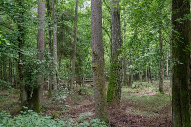 Yaz mevsiminde yaprak döken ağaçlar