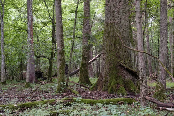 Estante de árvore caduca sombria no verão — Fotografia de Stock