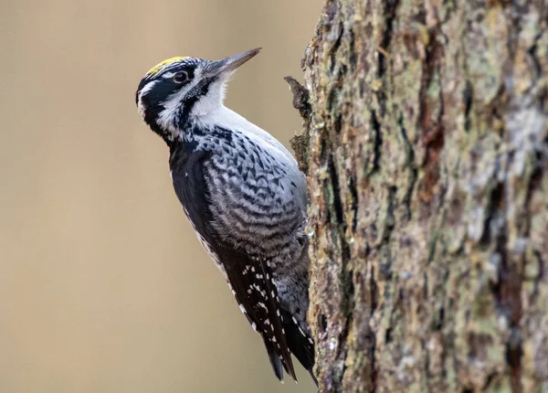 Євразійський трипаловий дятел (Picoides tridactylus) закривається — стокове фото