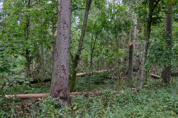 Summertime deciduous stand with old alder trees — ストック写真