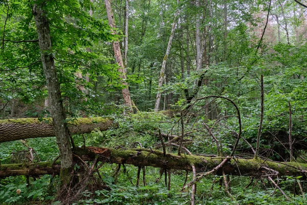 여름에는 습하고 죽은 나무들이 뒤섞여 있는 숲 — 스톡 사진