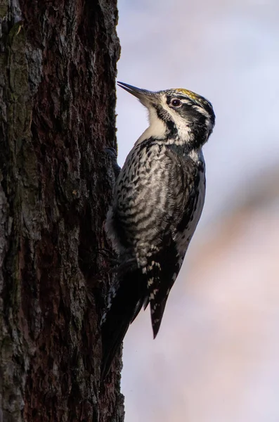 Євразійський трипаловий дятел (Picoides tridactylus) закривається — стокове фото