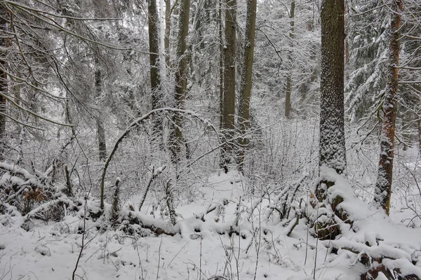 Winterlandschaft mit schneebedecktem Laubwald — Stockfoto