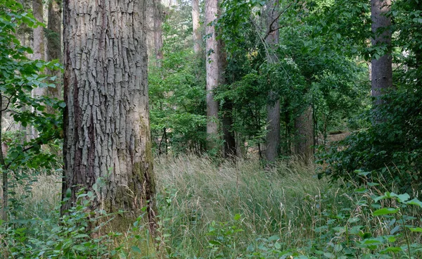 Bosque caducifolio natural de verano — Foto de Stock
