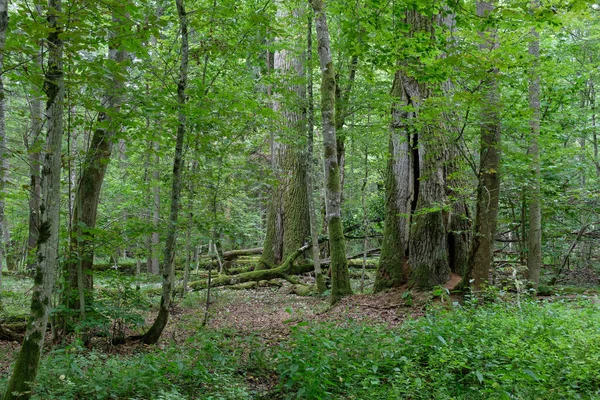 Old oak tree in summer — Stock Photo, Image