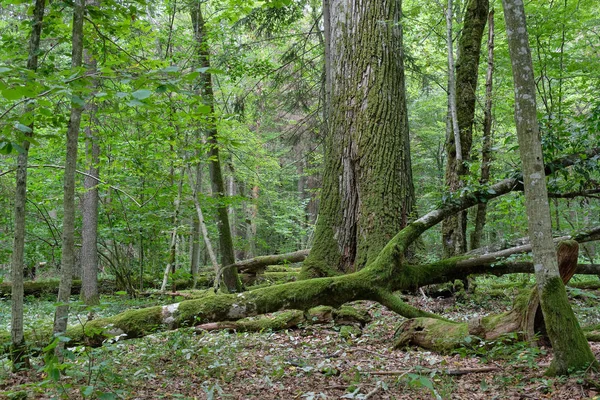 Alte Eiche im Sommer — Stockfoto