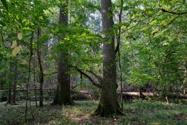 Hornbeams ve oaks yaprak döken standı