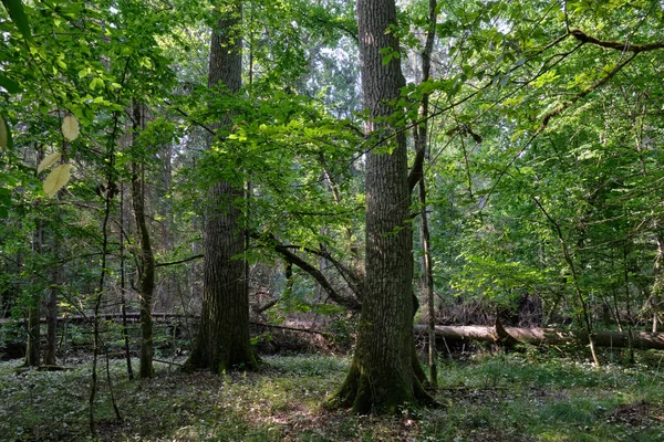 Listnaté stojan s dubů a habrů — Stock fotografie