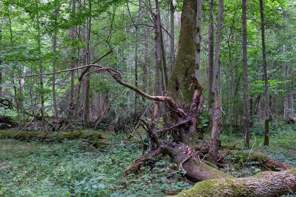 Árvore de abeto velha quebrada e tília velha — Fotografia de Stock