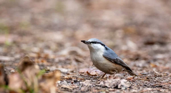 Eurasian nuthatch in autumn — Stock Photo, Image