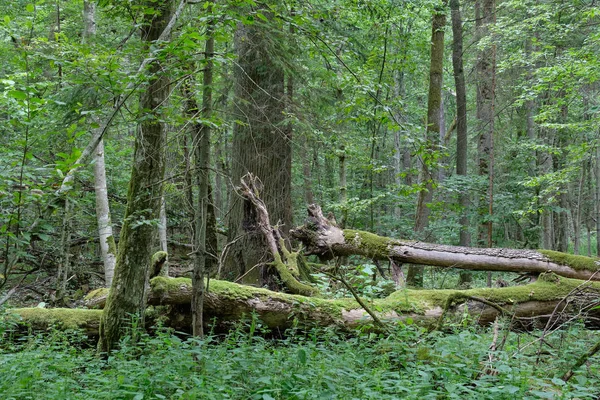 Árvore de cinzas velha quebrada e carvalho velho — Fotografia de Stock