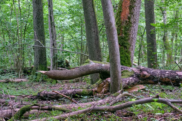 Elzenboom bladverliezende stand — Stockfoto