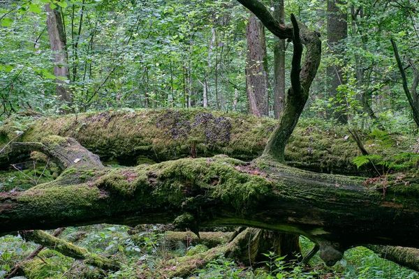 Dead oaks lying moss wrapped — Stock Photo, Image