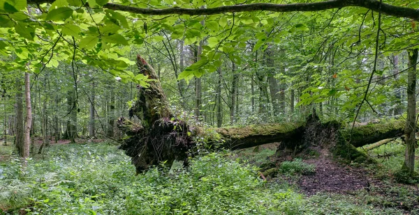 Stoisko liściaste z dwoma rozbitymi dębami leżącymi — Zdjęcie stockowe