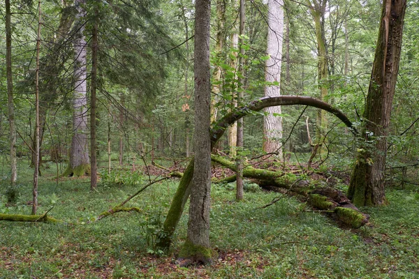 Forêt primitive caduque d'été avec de vieux arbres — Photo