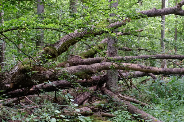 Laubholzbestand der Erle — Stockfoto