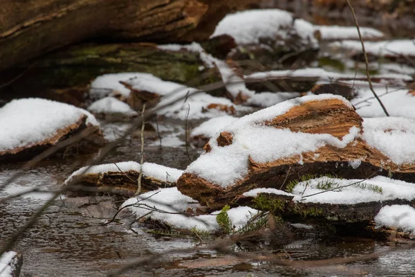 Snow melting over wood debris