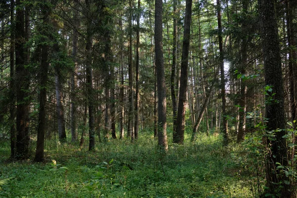 Frash Forêt mixte d'aulnes en été — Photo