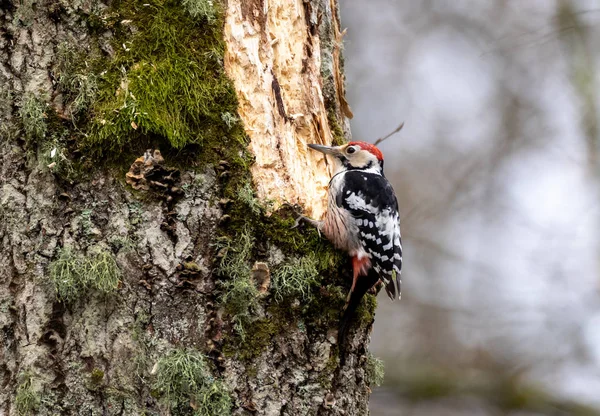 Wwhite-backed woodpecker (Dendrocopos leucotos) in fall — Stock Photo, Image