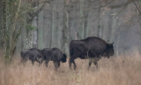 Стадо зубров Европы (Bison bonasus) Лицензионные Стоковые Изображения