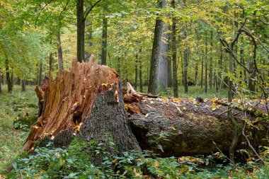 Sonbaharda kırılan eski Norveç ladini