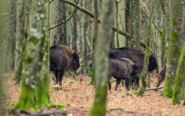 Avrupa bizonu (Bizon bonasus) boynuz kirişleri arasında bir sürü