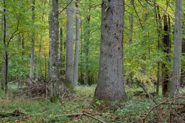 Sonbaharda eski meşe grupları
