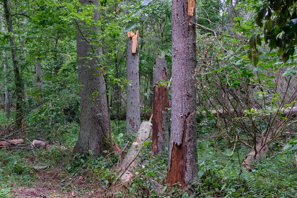 Letní vlhký les s rozbitými mrtvými smrky — Stock fotografie