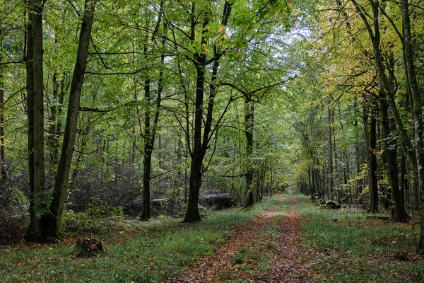 Осеннее лиственное дерево стоит с рогами — стоковое фото