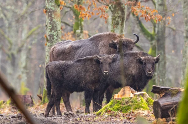 Stado żubrów europejskich (Bison bonasus) — Zdjęcie stockowe