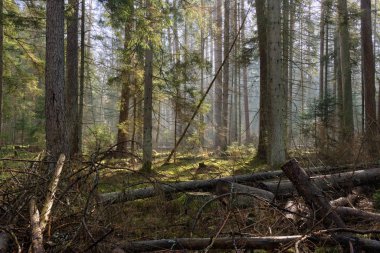 Güneş ışınları sabah, ön planda çürümüş odunla karışık orman standına giriyor, Bialowieza Ormanı, Polonya, Avrupa