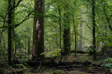 Sonbahar doğal yaprak döken ormandaki kırık meşe ağacı etrafında boynuz demeti, Bialowieza Ormanı, Polonya, Avrupa