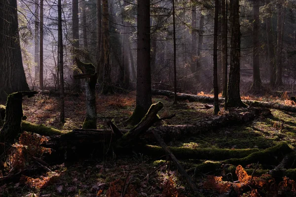 Sunbeam Entering Mixed Forest Stand Morning Rotted Wood Foreground Bialowieza — Stock Photo, Image