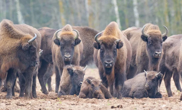 Free Ranging European Bison Herd Wintertime Forest Bialowieza Forest Poland — Stock Photo, Image