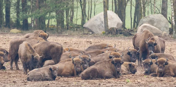 Pastorizia Bisonti Europei Che Riposano Nella Foresta Invernale Foresta Bialowieza — Foto Stock