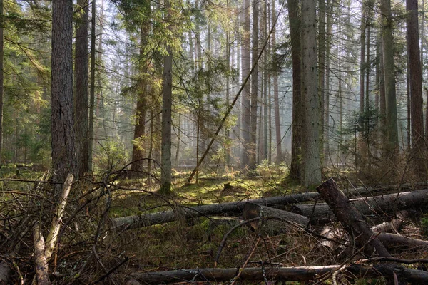 Rayo Sol Entrando Soporte Forestal Mixto Mañana Con Madera Podrida —  Fotos de Stock