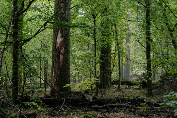 Dąb Łamany Jesiennym Naturalnym Lesie Liściastym Gradem Dookoła Puszcza Białowieska — Zdjęcie stockowe