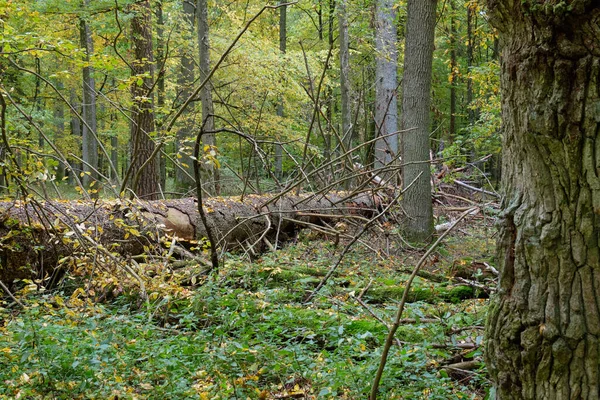 Abeto Norueguês Velho Enorme Quebrado Outono Floresta Bialowieza Polônia Europa — Fotografia de Stock