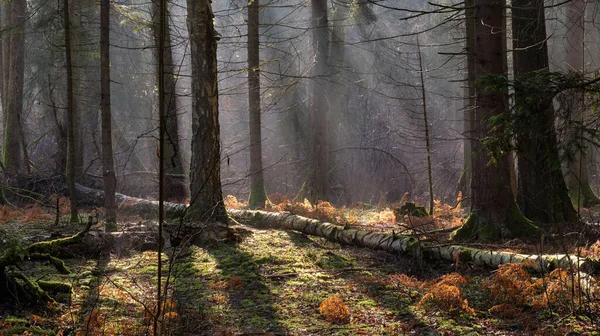 Sonnenstrahl Der Morgens Den Mischwald Eindringt Bialowieza Forest Polen Europa — Stockfoto