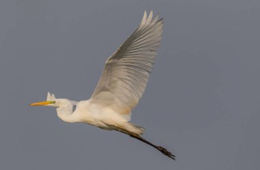 Büyük ak balıkçıl (Ardea alba) uçuş mavi gökyüzü, Podlasie bölge, Polonya, Europe