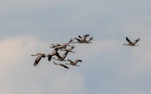 Grulla Común Grus Grus Vuelo Contra Cielo Nublado Voivodato Podlaskie —  Fotos de Stock