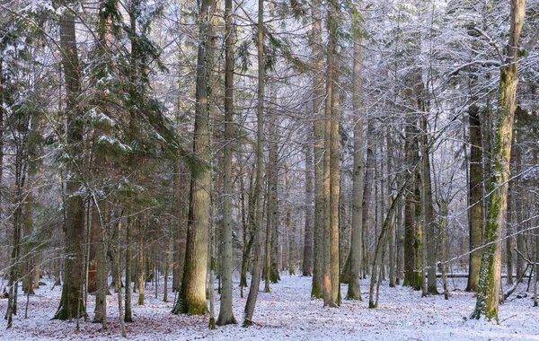 比亚洛维萨森林 冬季的雪地落叶景观 前景是橡木和角木 — 图库照片
