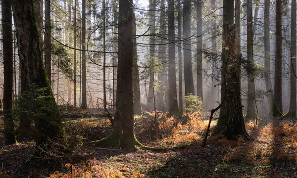 Güneş ışınları sabah karman çorman orman standına giriyor, Bialowieza Ormanı, Polonya, Avrupa