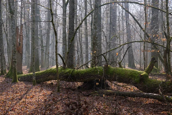 Rayo Sol Que Entra Pie Bosque Caducifolio Por Mañana Con — Foto de Stock