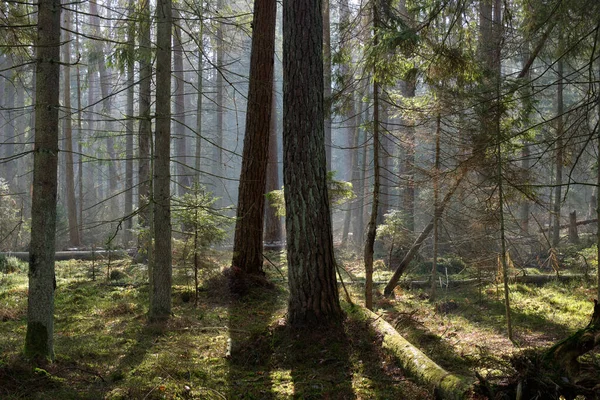 Sunbeam Entering Mixed Forest Stand Morning Rotted Wood Foreground Bialowieza — Stock Photo, Image
