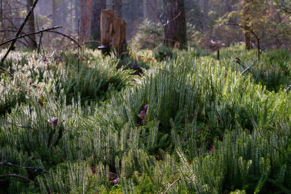 Wolf's-foot clubmoss (Lycopodium Clavatum) close up of endangered species against light, Bialowieza Forest, Poland, Europe