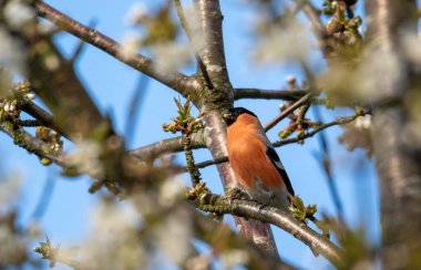 Bahar ispinozu (Pyrrhula pyrrhula) mavi gökyüzüne, Podlaskie Voyodship, Polonya, Avrupa 'ya karşı çiçek açan ağaca yaklaşır
