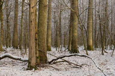 Önünde meşe ve boynuz demeti ağaçları, Bialowieza Ormanı, Polonya ve Avrupa olan karlı yaprak döken kışın manzarası